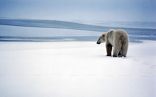 Polar Bear walking on snowfield HD wallpaper